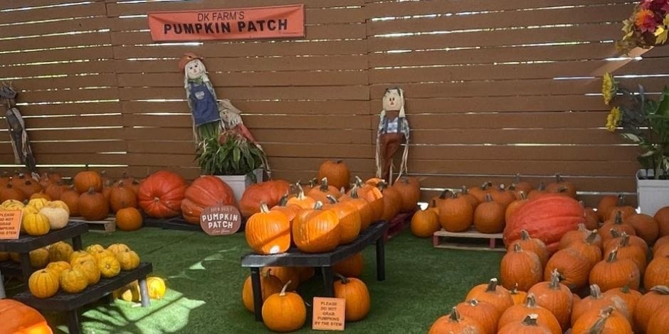 DK Farms Fall Festival (run Oct 4–Nov 1)